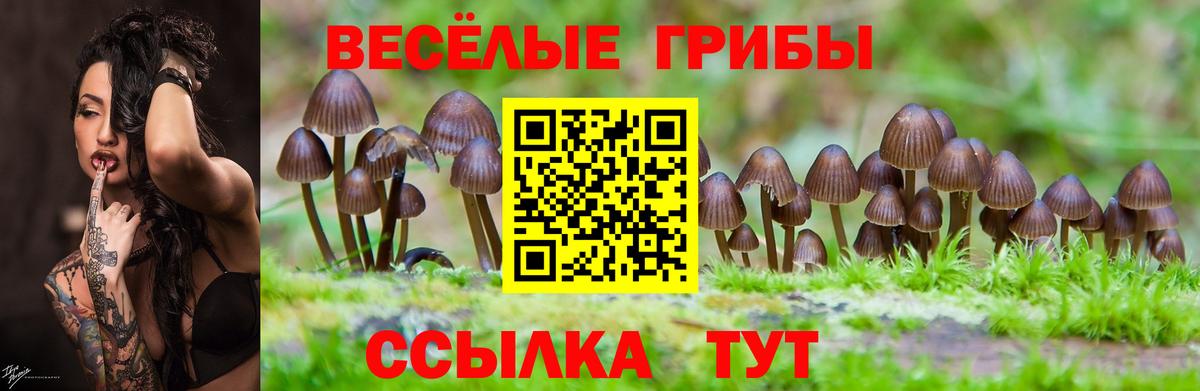 купить закладку  Вход с VPN  Чайковский  Псилоцибиновые грибы GOLDEN TEACHER 